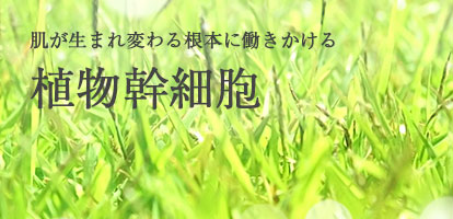 肌が生まれ変わる根本に働きかける植物幹細胞sp